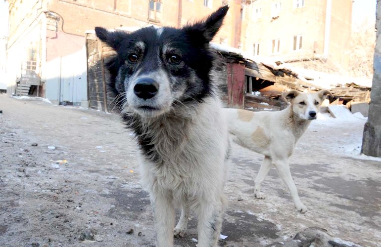 Власти Житомира намерены серьезно бороться с бездомными собаками, утвердив 3-летнюю программу