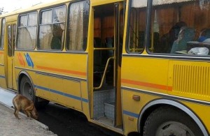  Трагедия в пригороде Житомира: из автобуса на ходу <b>выпал</b> мужчина и разбился 