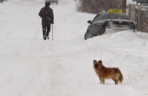  Бродячие собаки отгрызли конечности и голову мужчине, который вышел за пенсией и <b>замерз</b> в снегу. ВИДЕО 