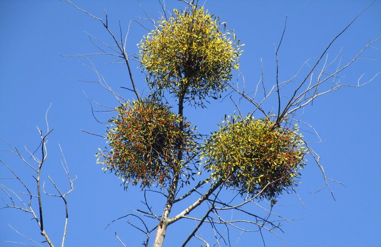 Деревья атакует омела: в Житомире предлагают усиленно бороться с опасной болезнью