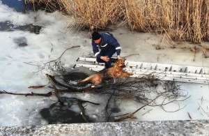 Спасение четвероногого друга: на Житомирщине спасатели достали из ледяной воды собаку. ФОТО