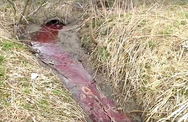 Свинобойня в частном секторе Житомира сливает кровь в реку Каменка. ВИДЕО