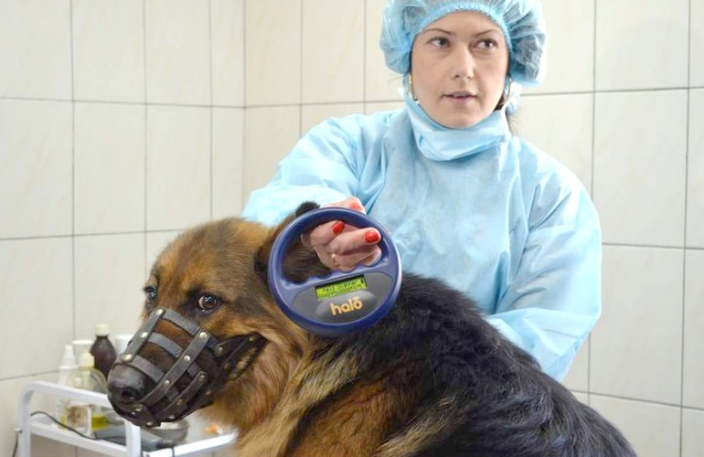 Бездомных собак в Житомире отныне будут чипировать. ФОТО