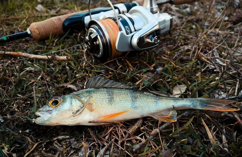 Когда запрещена ловля рыбы - особенности правовых ограничений