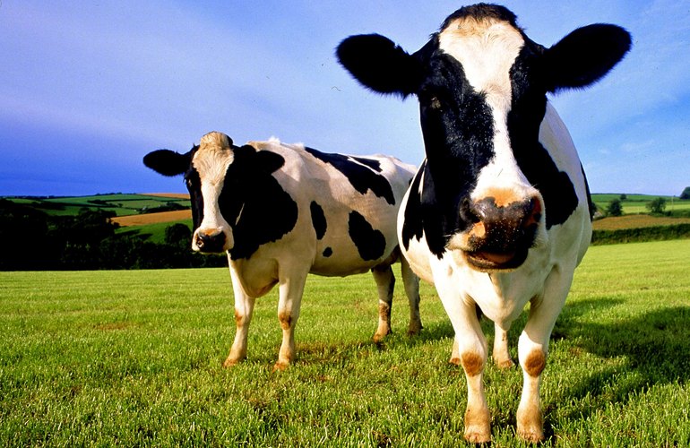 Как агробизнесмену выбрать доильный аппарат для коровы