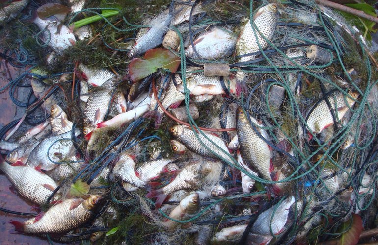В Житомирской области задержали браконьеров с уловом рыбы на 16 тыс. гривен