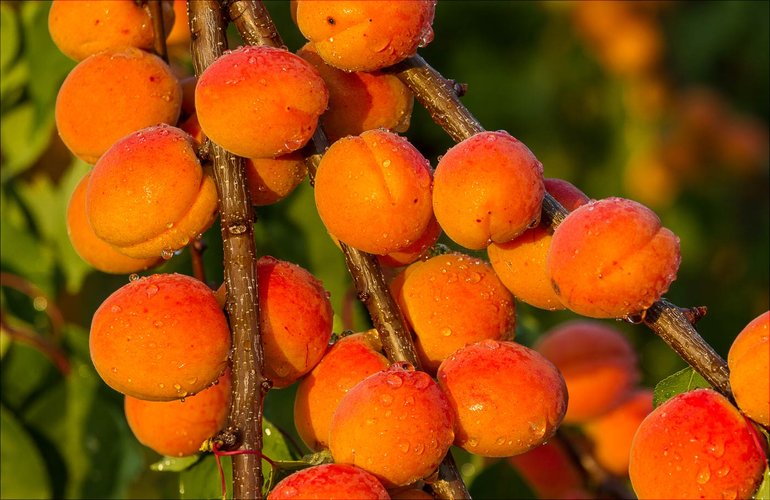 Из-за заморозков на Житомирщине может сократиться урожай абрикосов, вишни и слив