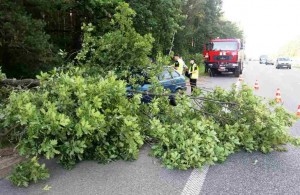 В Житомирском районе из-за сильного ветра дерево упало на автомобиль: женщина попала в больницу