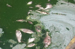  Из-за отравления химикатами в реке под Житомиром погибла рыба 