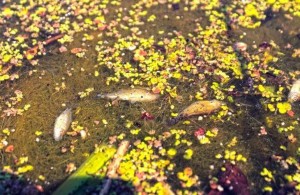  В реке Тетерев возле Житомира обнаружена массовая гибель рыбы. ФОТО 