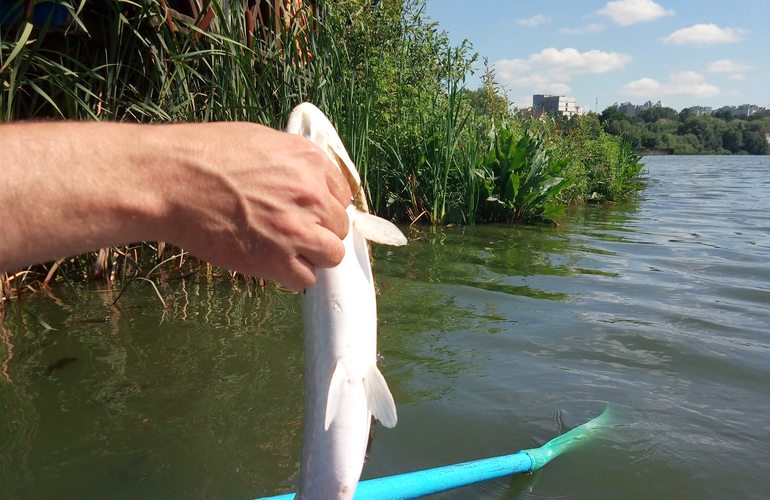 В реках под Житомиром массово гибнет рыба: экологи бьют тревогу. ФОТО