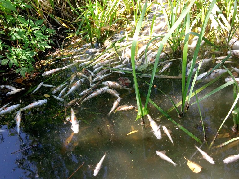 В реках под Житомиром массово гибнет рыба: экологи бьют тревогу. ФОТО