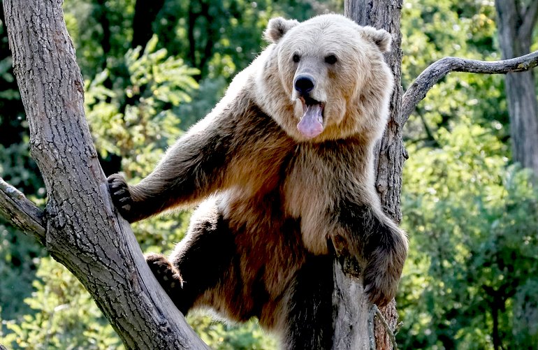 Счастливая жизнь медведей в приюте возле Житомира. ФОТОРЕПОРТАЖ