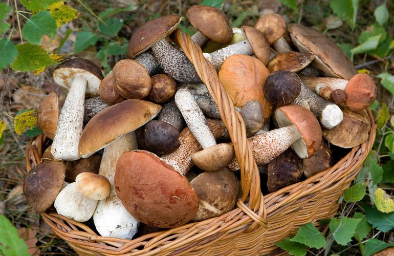В Житомирской области целая семья попала в реанимацию, отравившись грибами. ВИДЕО