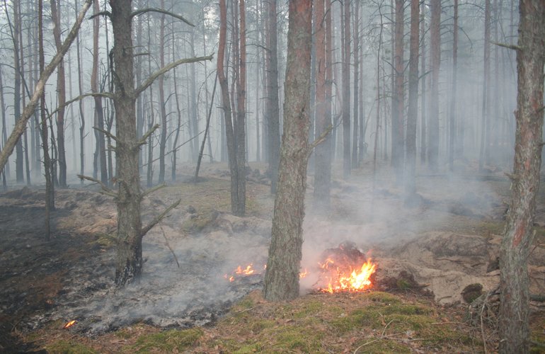 На севере Житомирской области продолжают тушить пожар в заповеднике. ФОТО