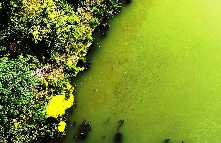 Вместо воды зеленая жижа: река Тетерев под Житомиром задыхается в неочищенных стоках