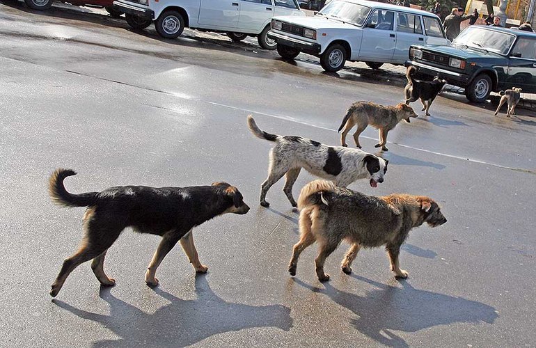 На улицах Житомира насчитали около 2 тысяч бездомных собак