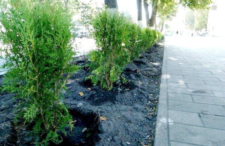 На тротуаре по улице Киевской высадили декоративные растения. ФОТО