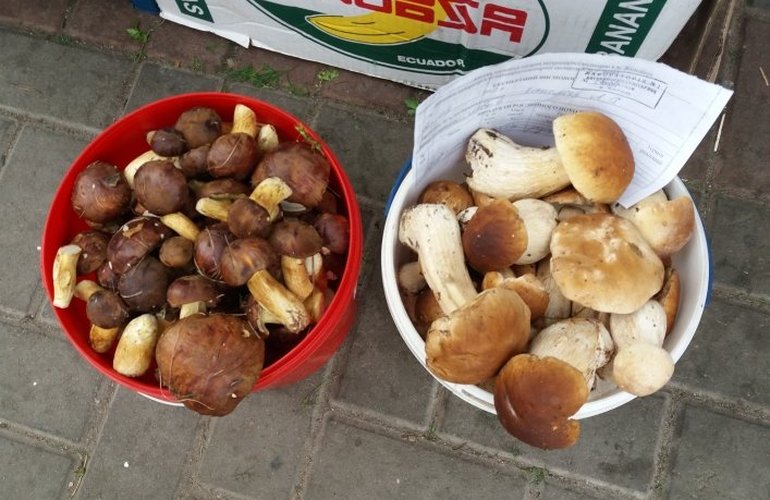 Осенние дары: сколько стоят подосиновики, польские и белые грибы на Житнем рынке в Житомире