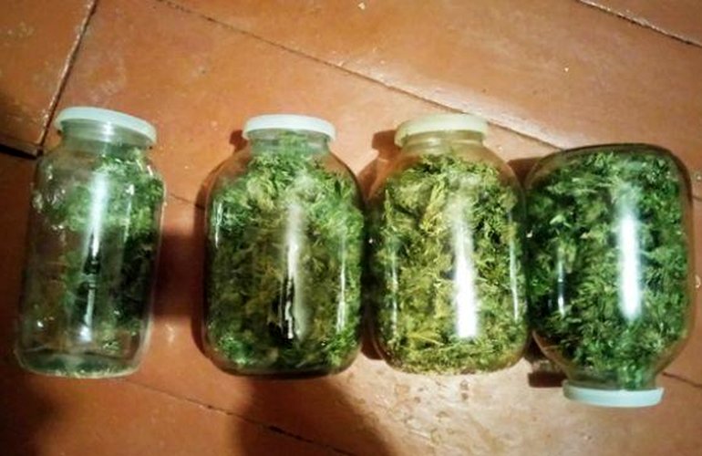 Коростень конопля выращивал в квартире марихуану