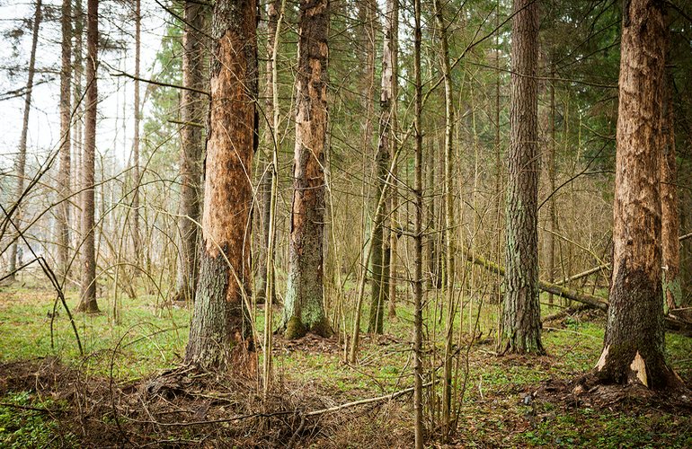 Житомирская область на пороге экологической катастрофы: в лесах массово усыхают деревья