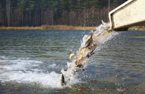  Для улучшения качества воды в Тетереве предлагают зарыбить житомирское водохранилище 