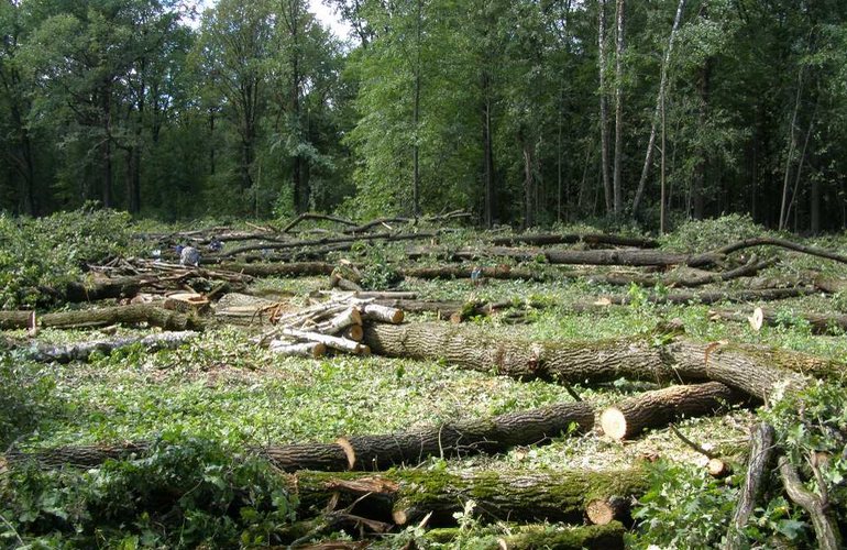 В Житомирской области варвары демонстративно срезали 18 дубов