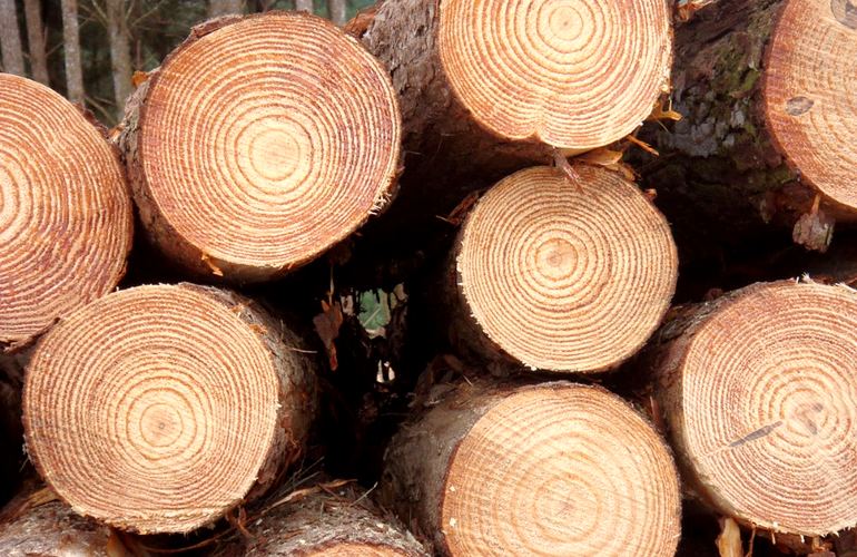 Некуда девать лес: из-за масштабного усыхания в Житомирской области переизбыток дров