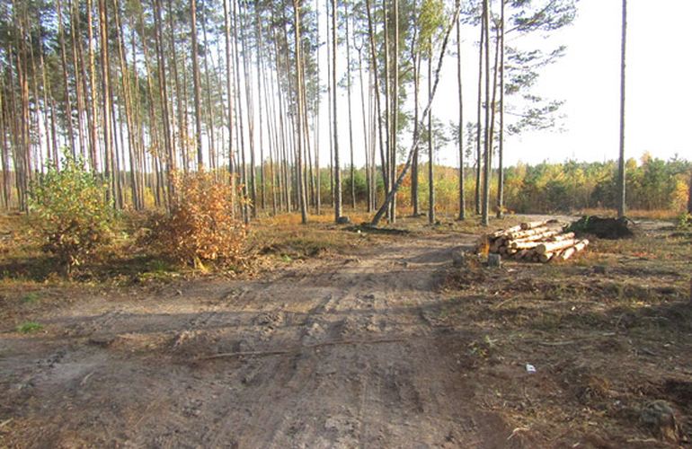 Полиция расследует стрельбу и незаконную вырубку леса на Житомирщине