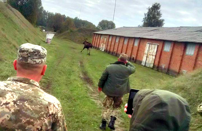 В Житомирской области на артиллерийских складах обнаружили пасущийся скот и диких зверей