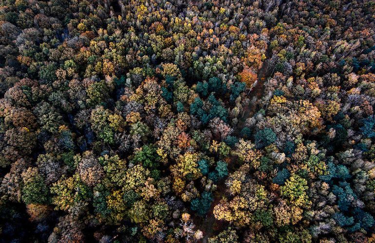 Выгодная сделка: Житомирская ОГА отдала в аренду участок леса по цене 1 доллар за гектар
