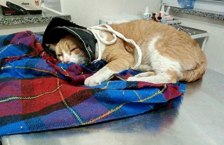 В Житомире мужчина на глазах у сына жестоко избил бездомного кота. ФОТО