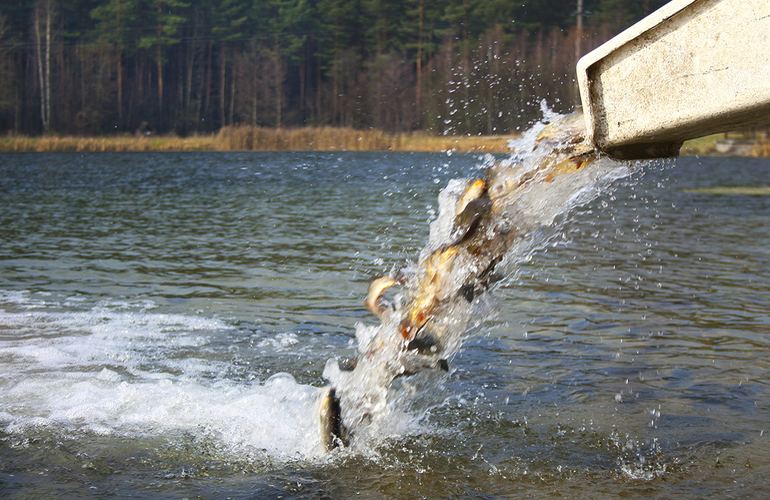 Житомирский водоканал выпустит в Тетерев рыбы на 300 тысяч гривен