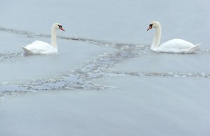 На пруду в Житомирской области замерзает пара лебедей. ФОТО
