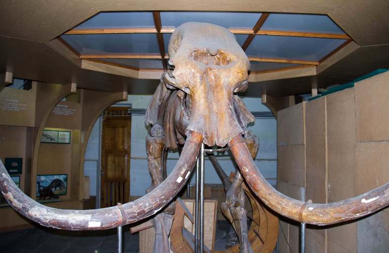 Спустя несколько лет житомирский музей природы переедет в новое помещение на Замковой горе