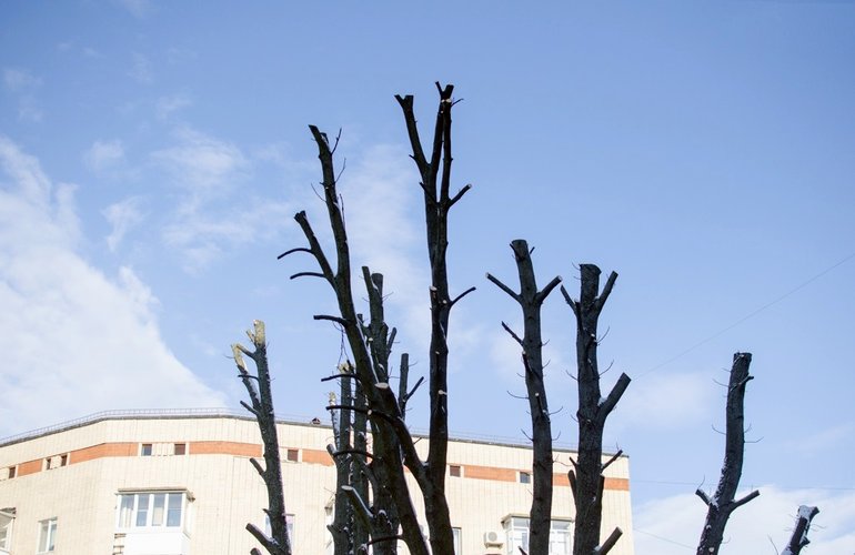 В центре Житомира коммунальщики проводят масштабное кронирование деревьев. ФОТО