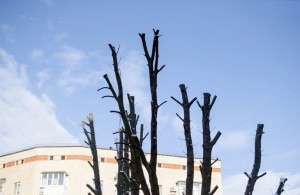  В центре Житомира <b>коммунальщики</b> проводят масштабное кронирование деревьев. ФОТО 