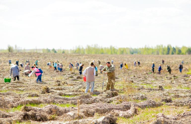 100 000 деревьев посадили в Житомирской области в рамках проекта «Озеленим планету вместе»