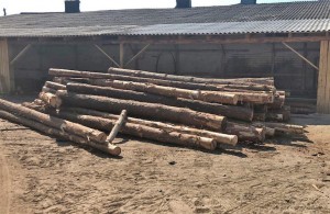 Незаконная вырубка леса: житомирские полицейские провели масштабную спецоперацию на Ровенщине. ФОТО