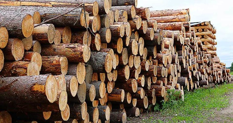 Похитители древесины: почему подозревают Олевского депутата?