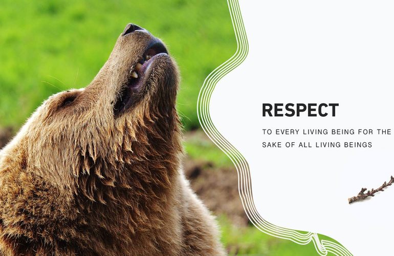 Приют для медведей «Белая Скала» спасает животных, которые пострадали от людей. ФОТО