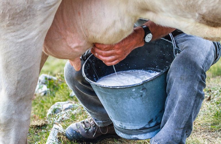 На Житомирщине обнаружено молоко с повышенным содержанием радиоактивного цезия-137