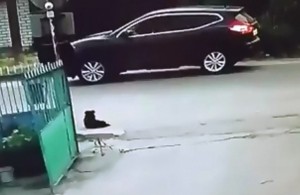 В Житомире ищут водителя Nissan, застрелившего бездомную собаку. ВИДЕО