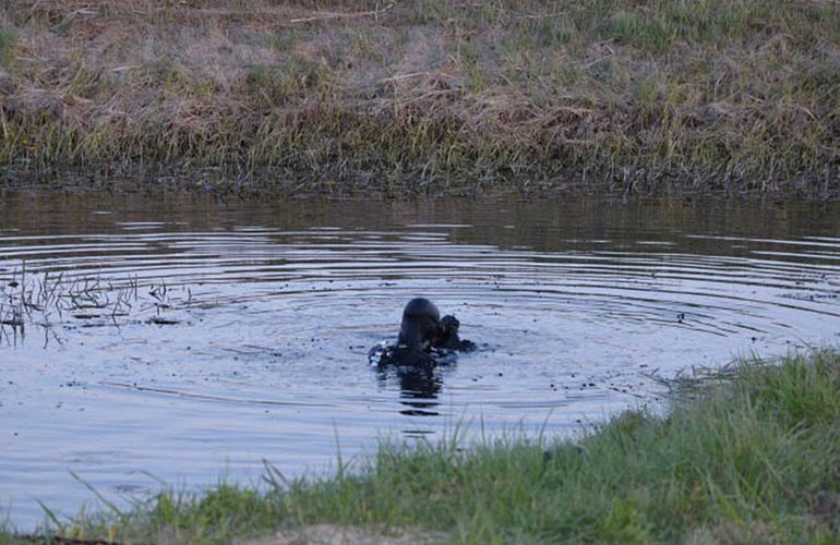 Смерть на воде: в мелиоративном канале на Житомирщине утонул мужчина