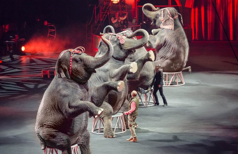 В Житомире требуют запретить передвижные цирки со зверями