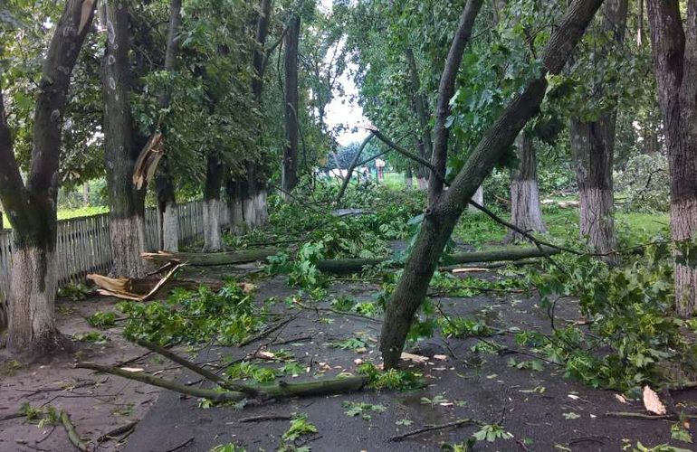 Сломанные деревья и оборванные провода: по Житомирской области пронесся ураган. ФОТО