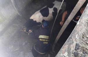 На Житомирщине корова провалилась в цистерну. На помощь пришли спасатели. ФОТО