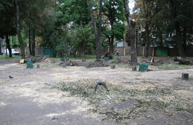 Реконструкция сквера в центре Житомира: вместо вырубленных деревьев высадят новые. ФОТО