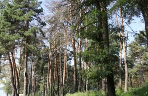 В житомирском Гидропарке начали срезать аварийные <b>деревья</b>. ВИДЕО 
