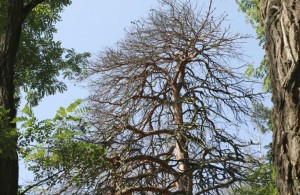  В житомирском Гидропарке срежут почти две сотни <b>деревьев</b>. ФОТО 
